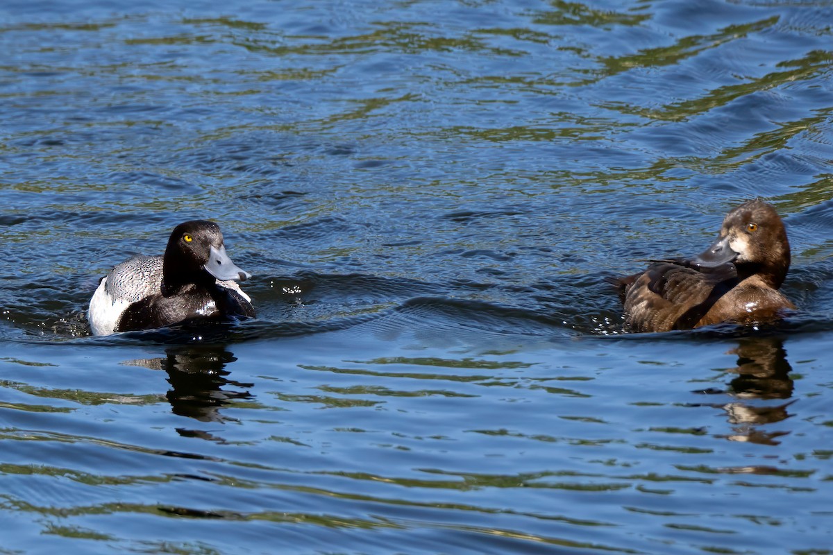 Greater Scaup - ML620113418