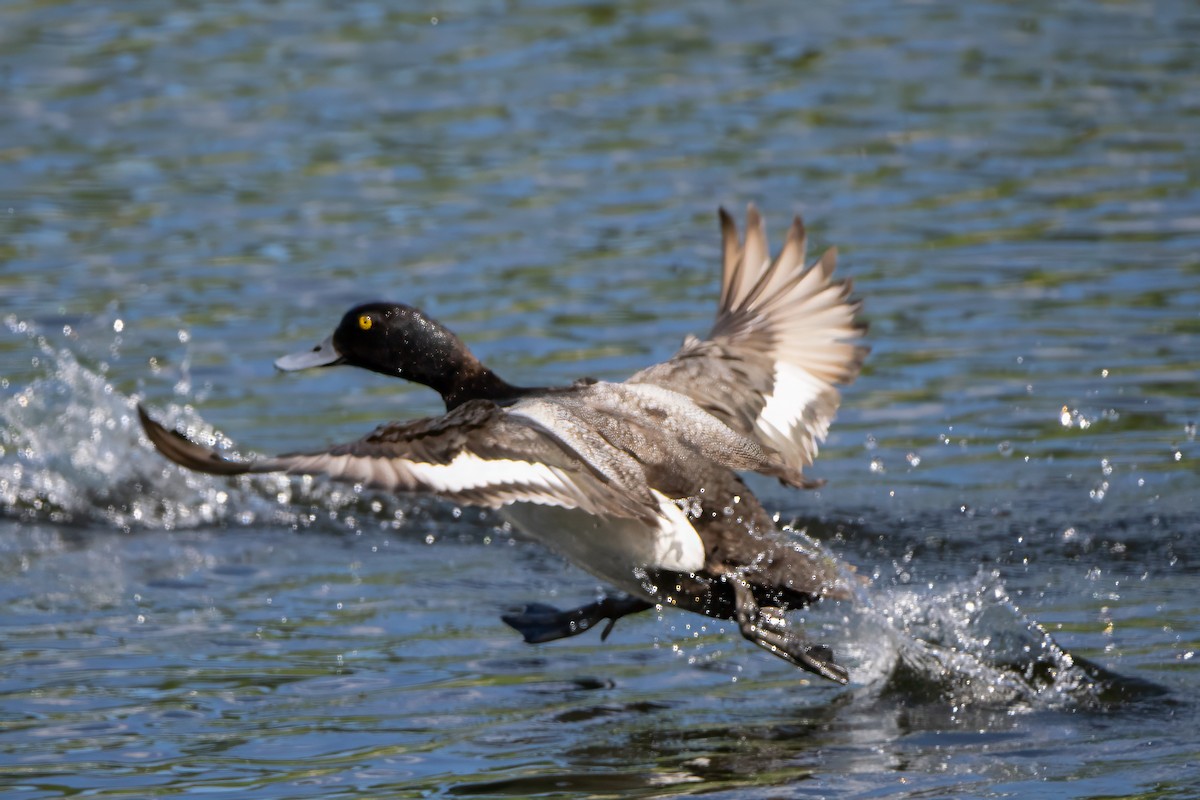 Greater Scaup - ML620113419