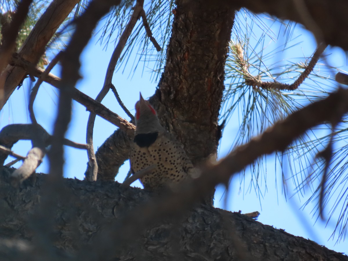 Northern Flicker - ML620113424