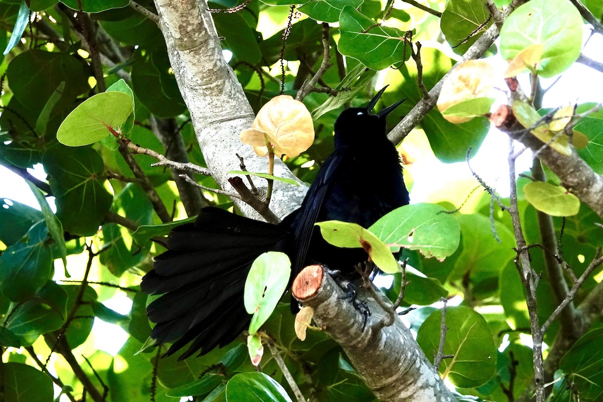 Boat-tailed Grackle - ML620113432