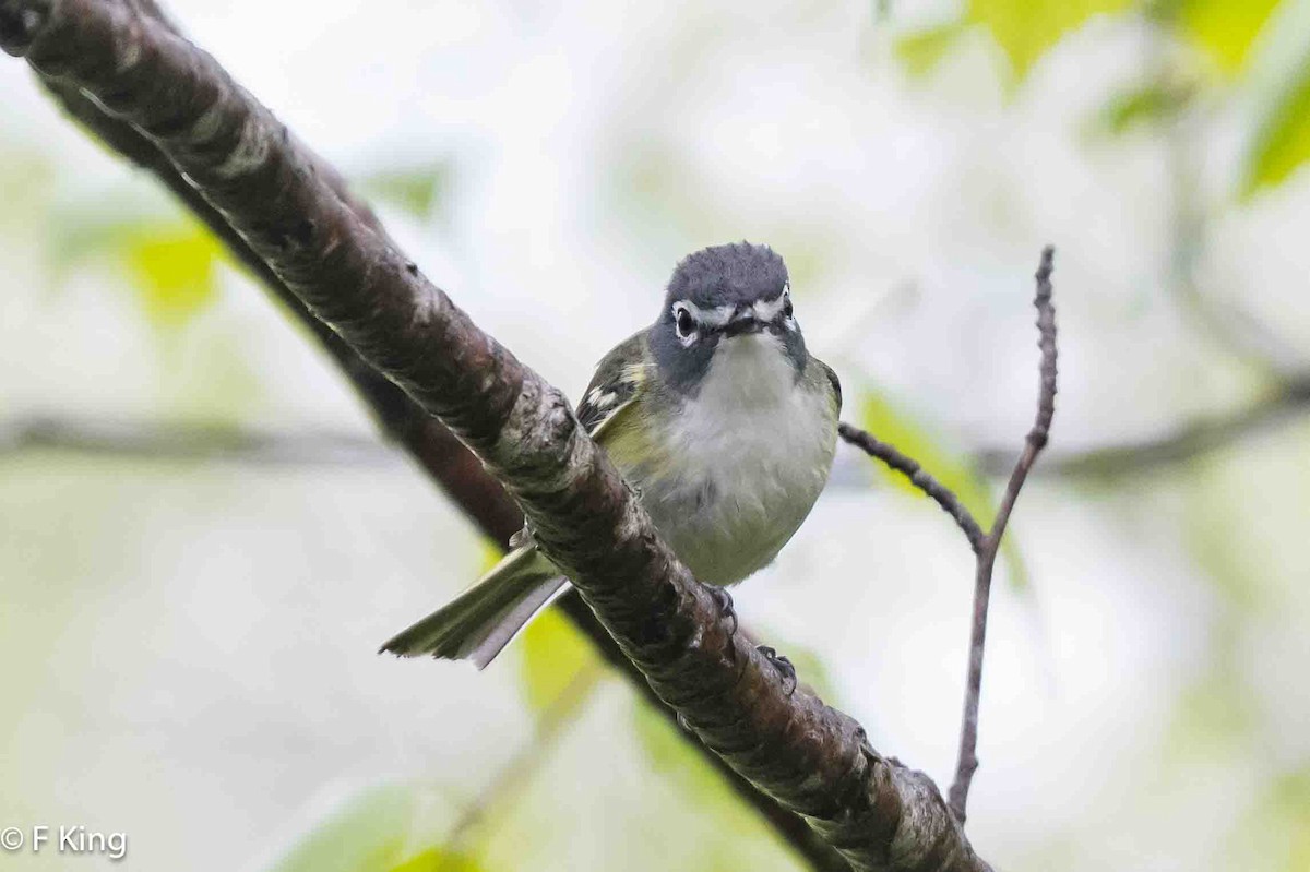 Blue-headed Vireo - ML620113447