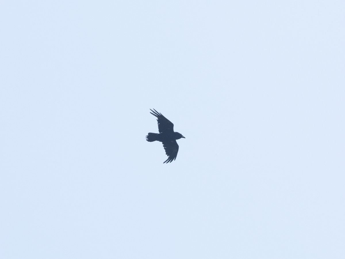 Common Raven - ML620113450