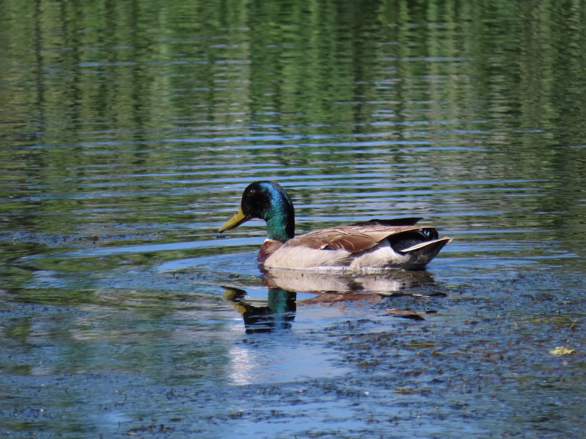 Canard colvert - ML620113453