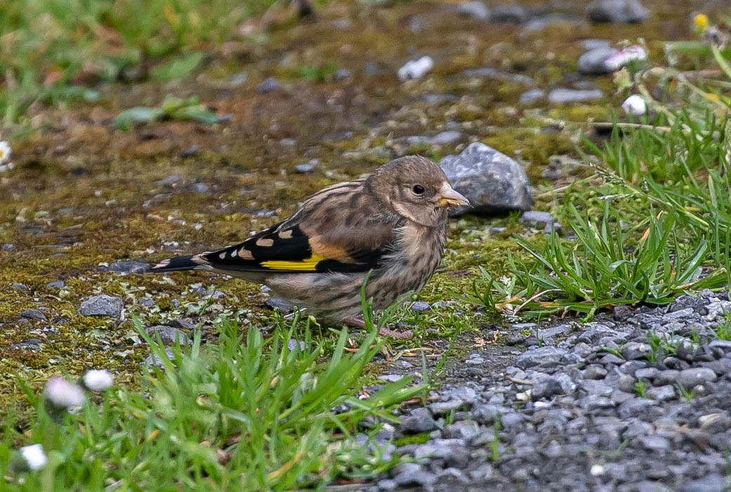 European Goldfinch - ML620113456