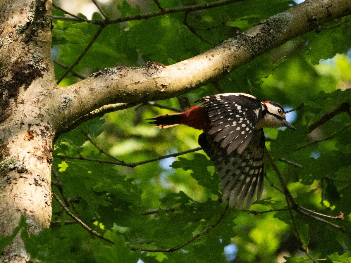 Great Spotted Woodpecker - ML620113458