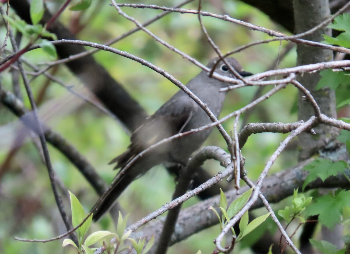 Townsend's Solitaire - ML620113474