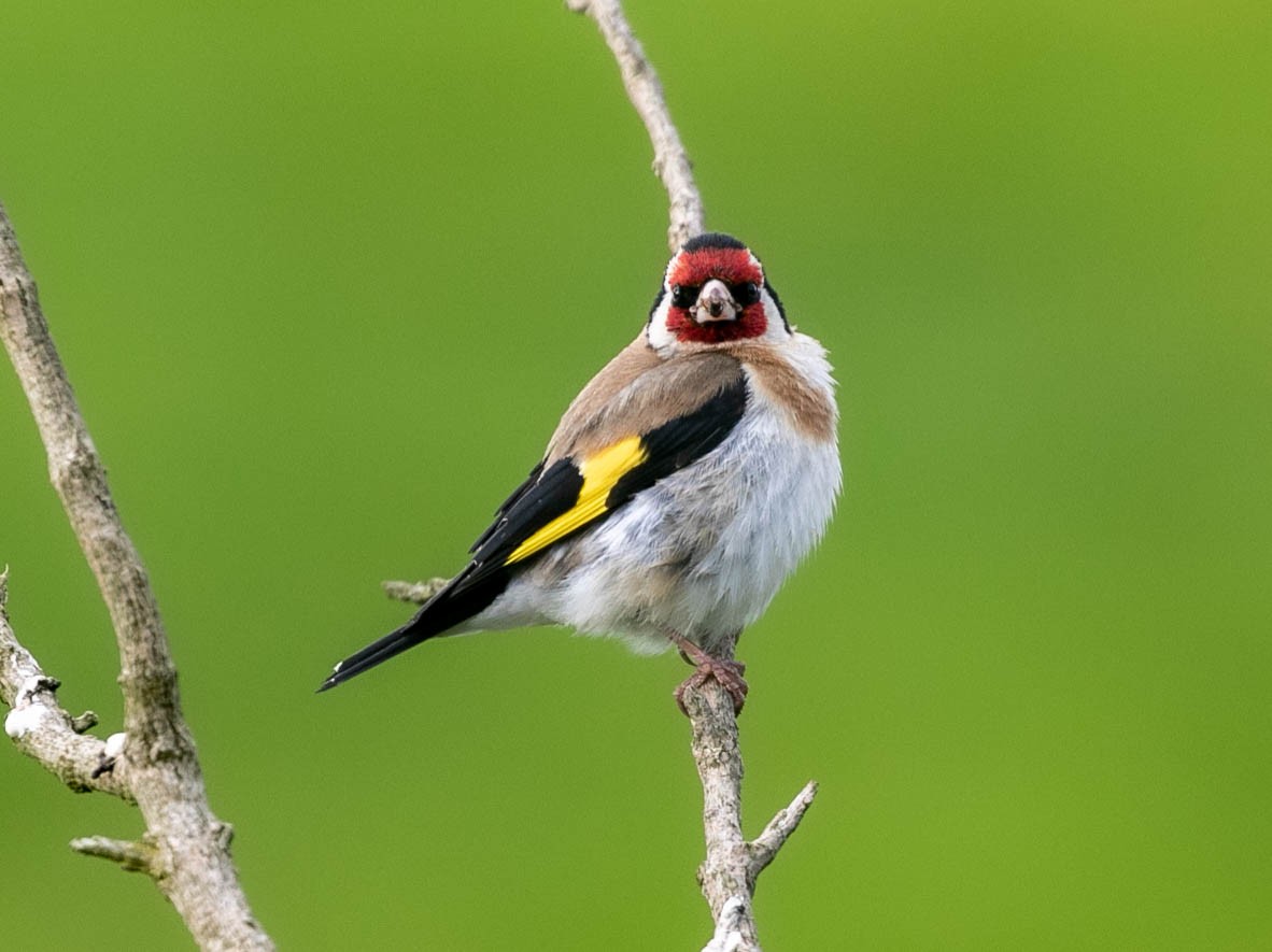 European Goldfinch - ML620113475