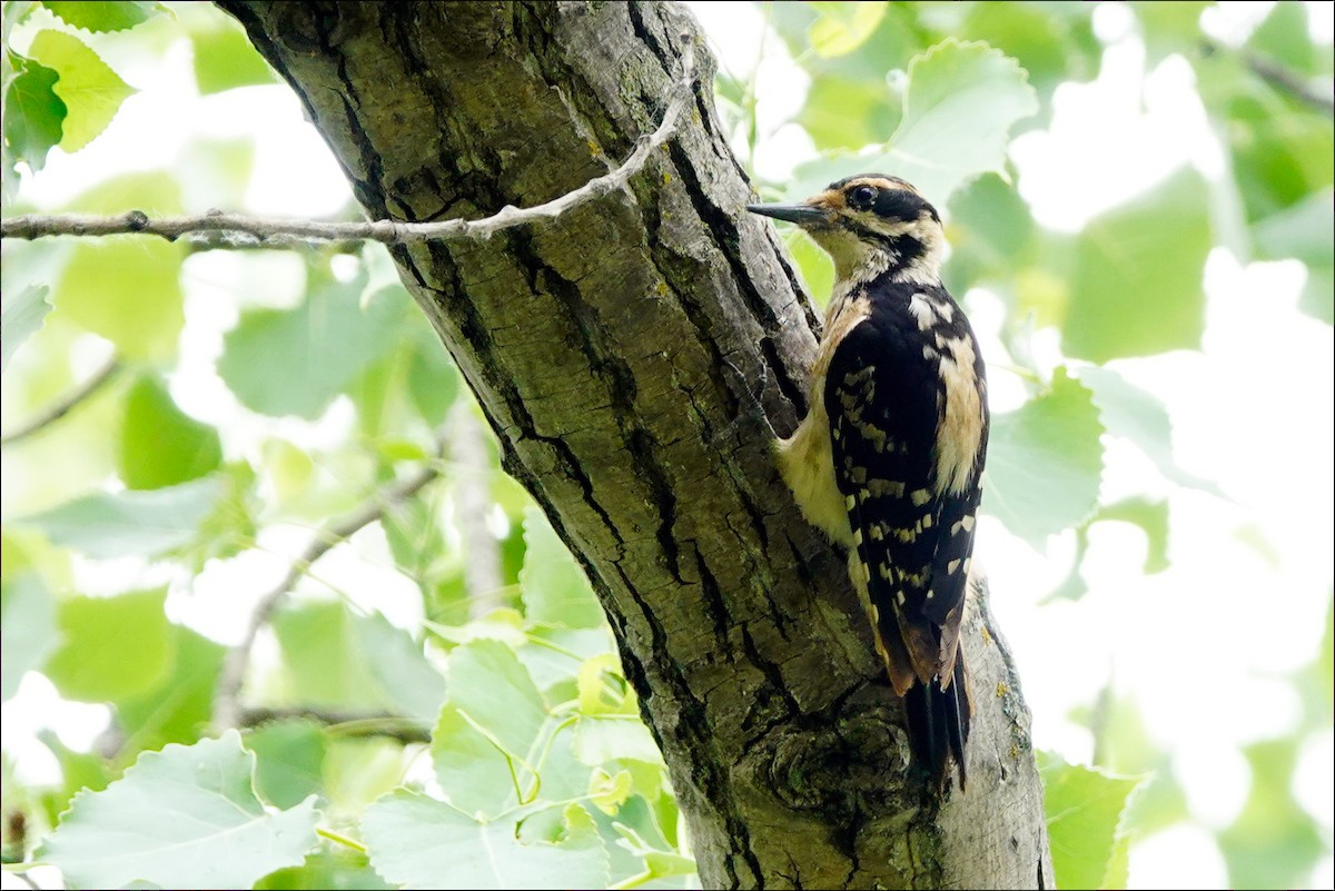 Hairy Woodpecker - ML620113480