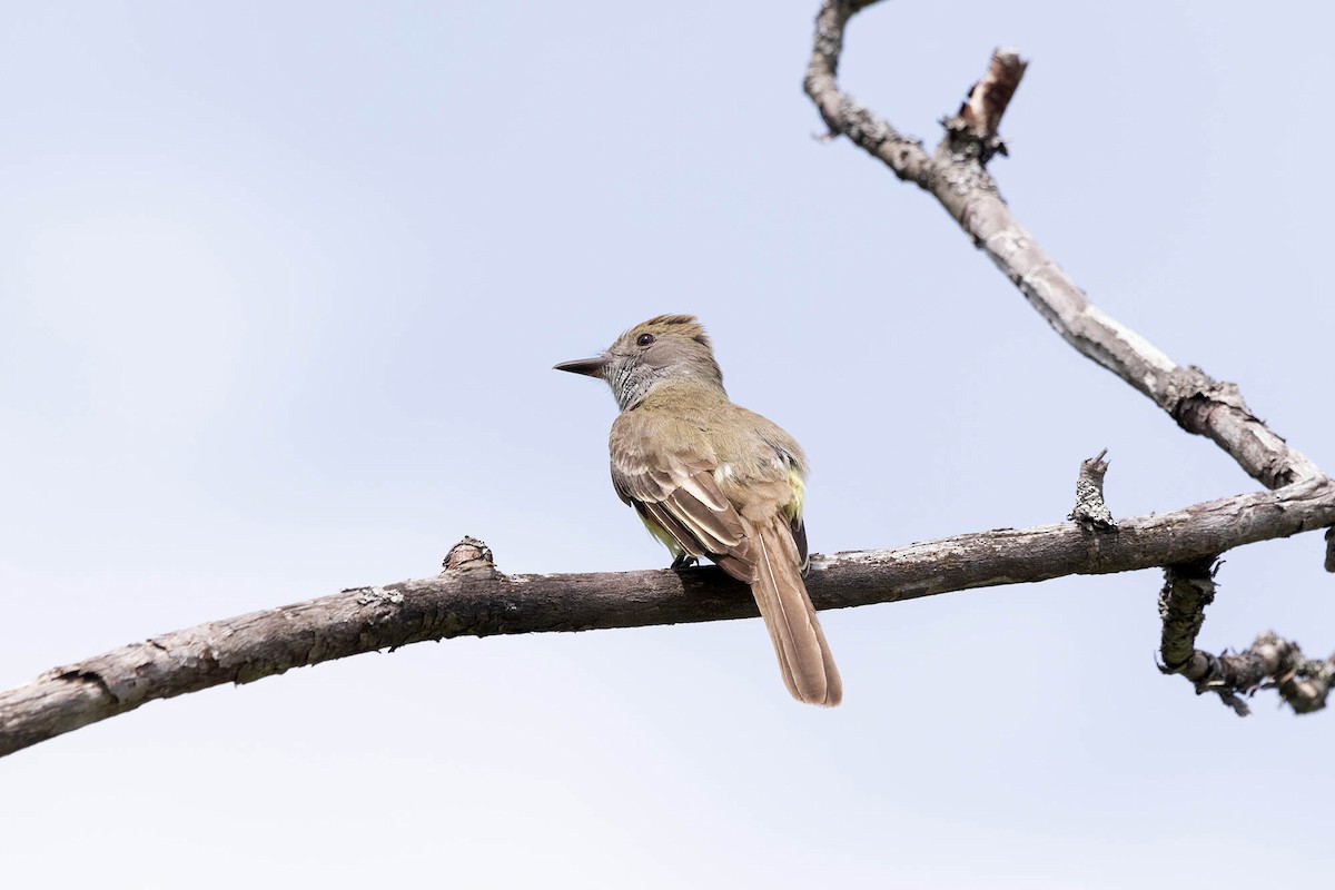 Great Crested Flycatcher - ML620113481