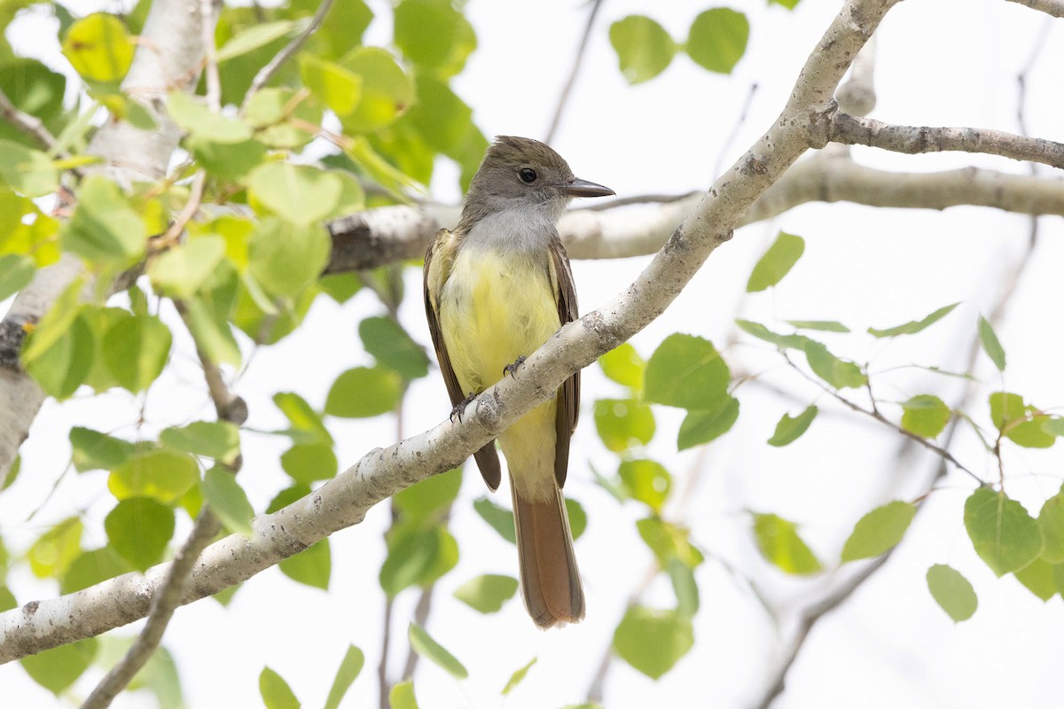 Great Crested Flycatcher - ML620113482
