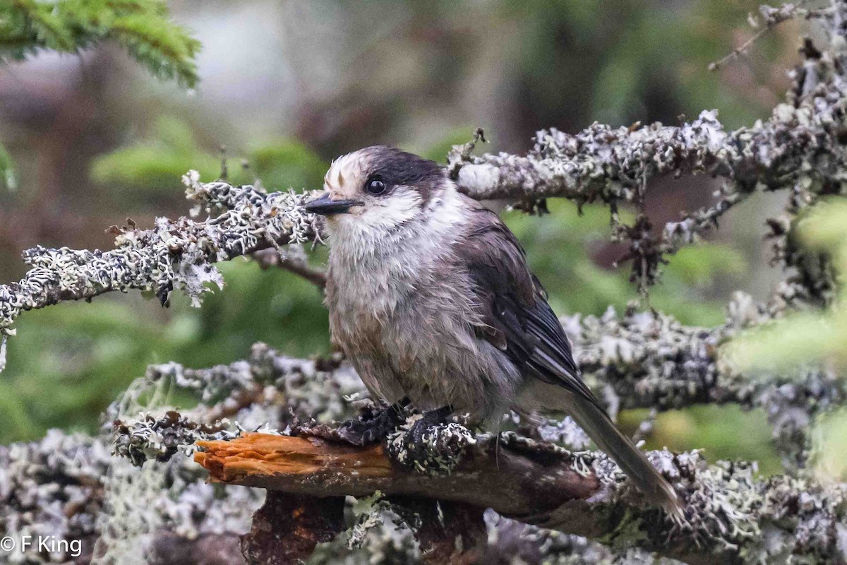 Canada Jay - ML620113509