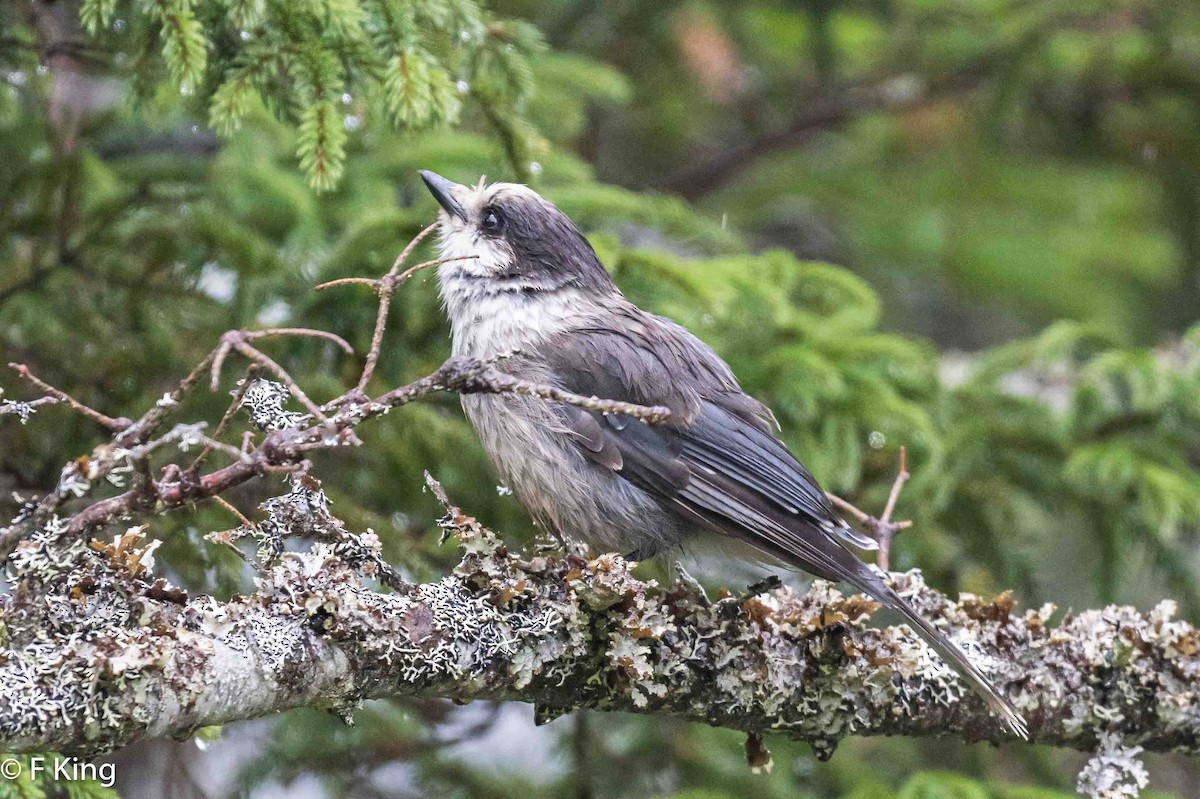 Canada Jay - ML620113511