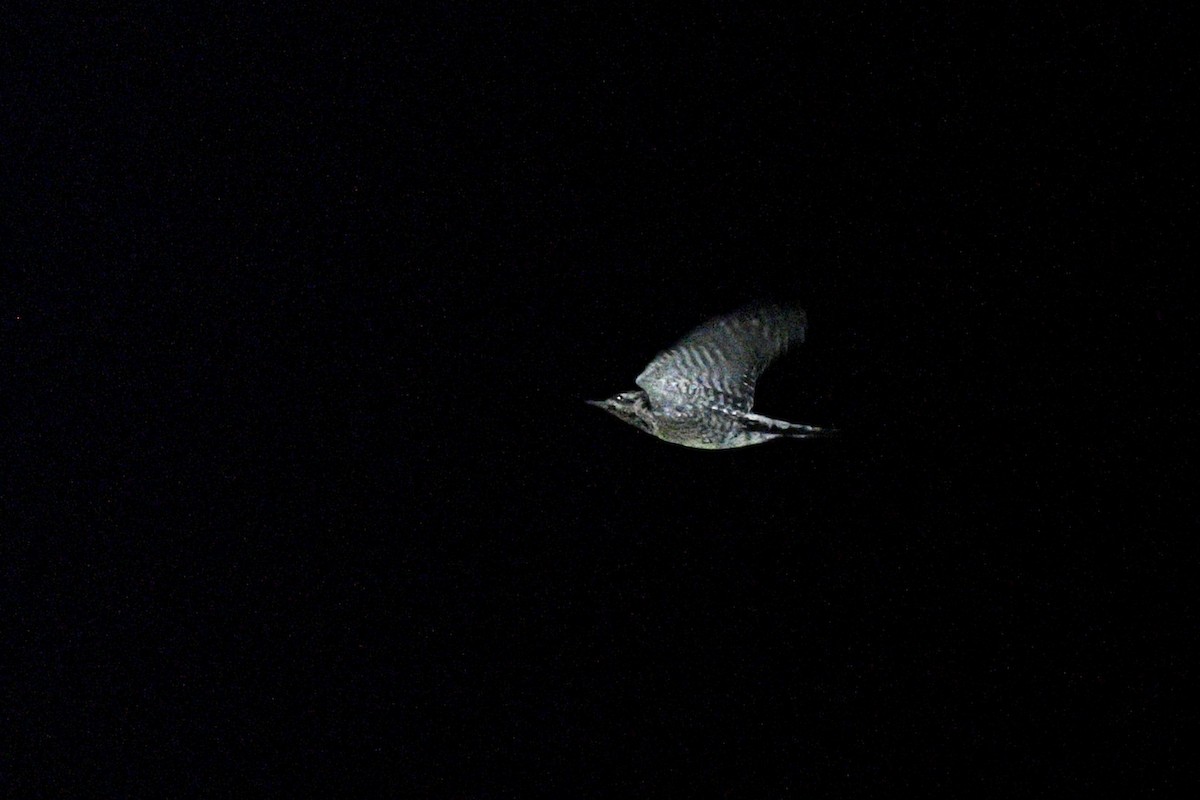 Дятел-смоктун жовточеревий - ML620113523