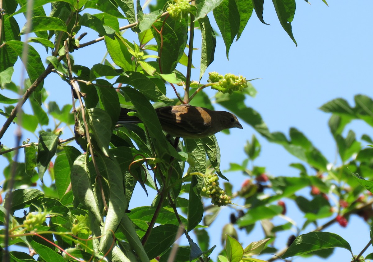 Indigo Bunting - ML620113526