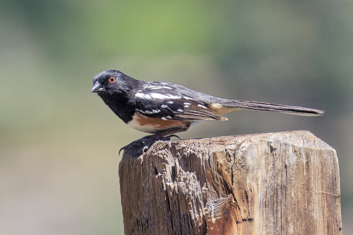 Spotted Towhee - ML620113531