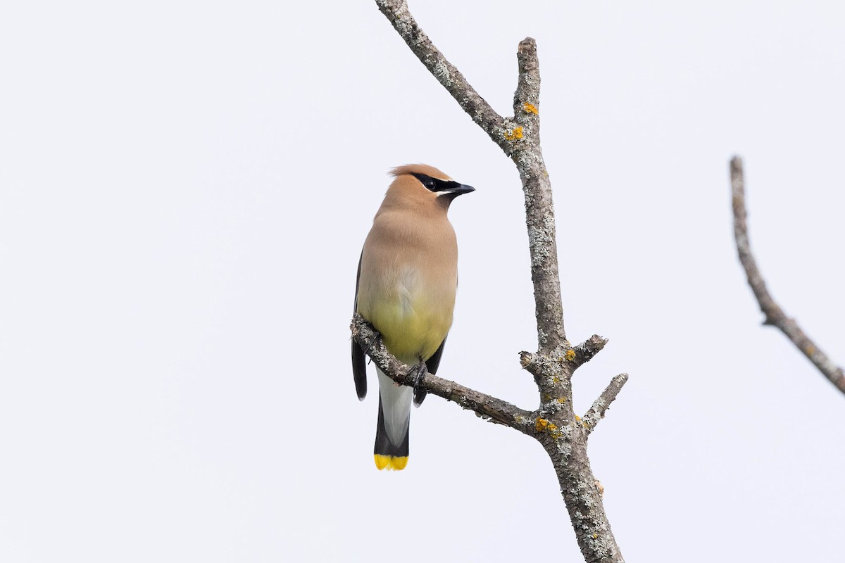 Cedar Waxwing - ML620113533