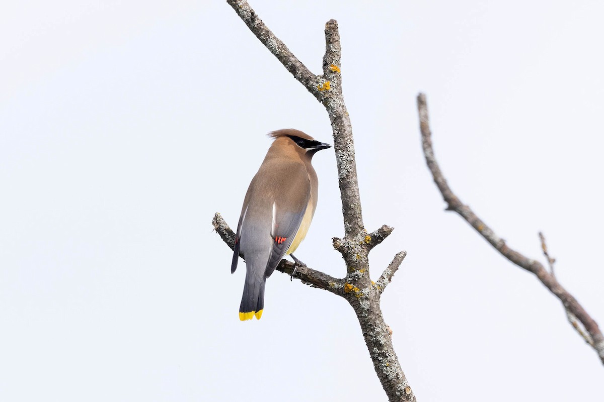 Cedar Waxwing - ML620113534