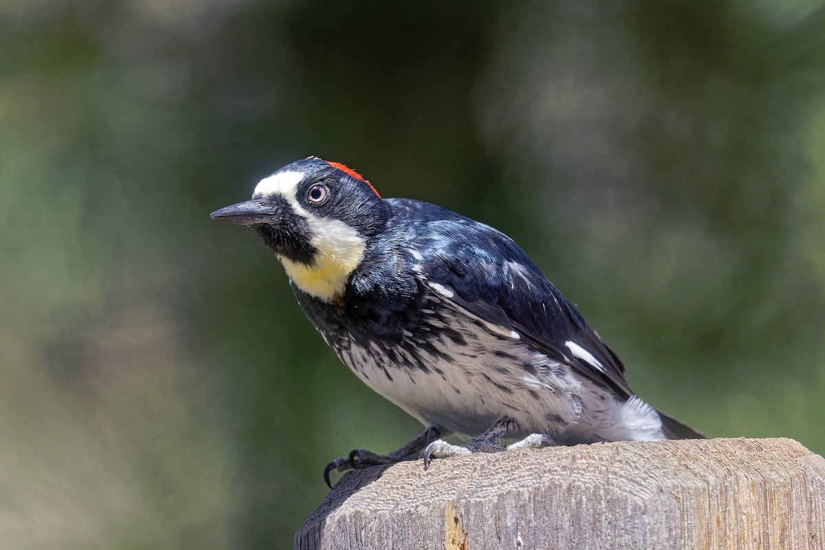 Acorn Woodpecker - ML620113536