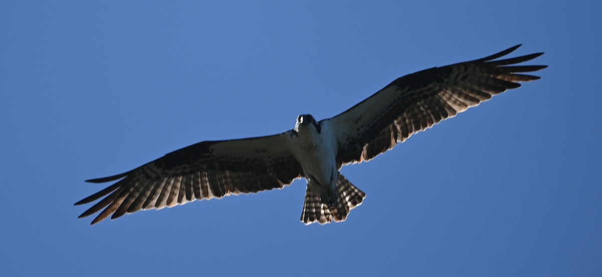 Águila Pescadora - ML620113537
