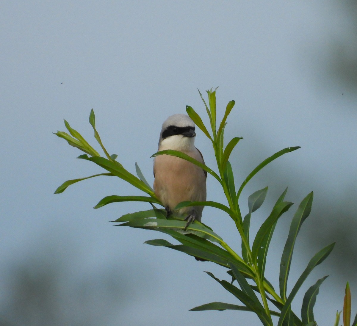 Red-backed Shrike - ML620113541