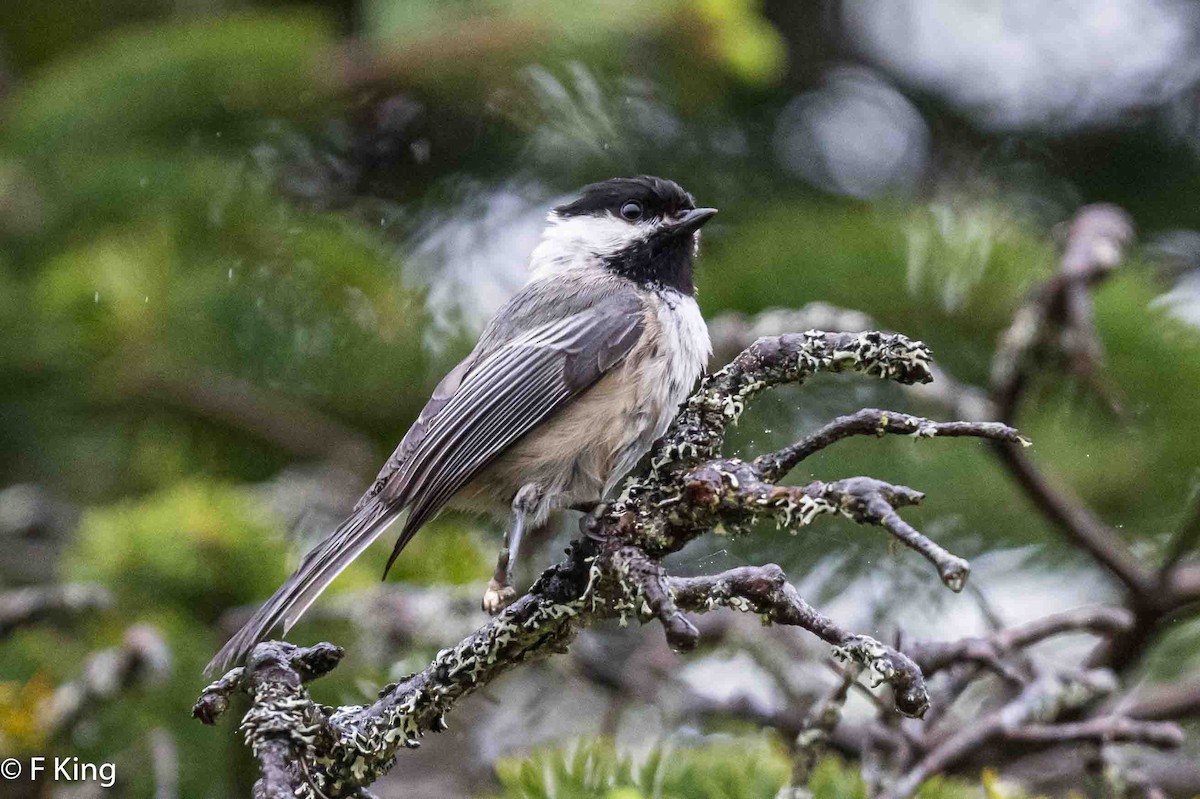 Black-capped Chickadee - ML620113545