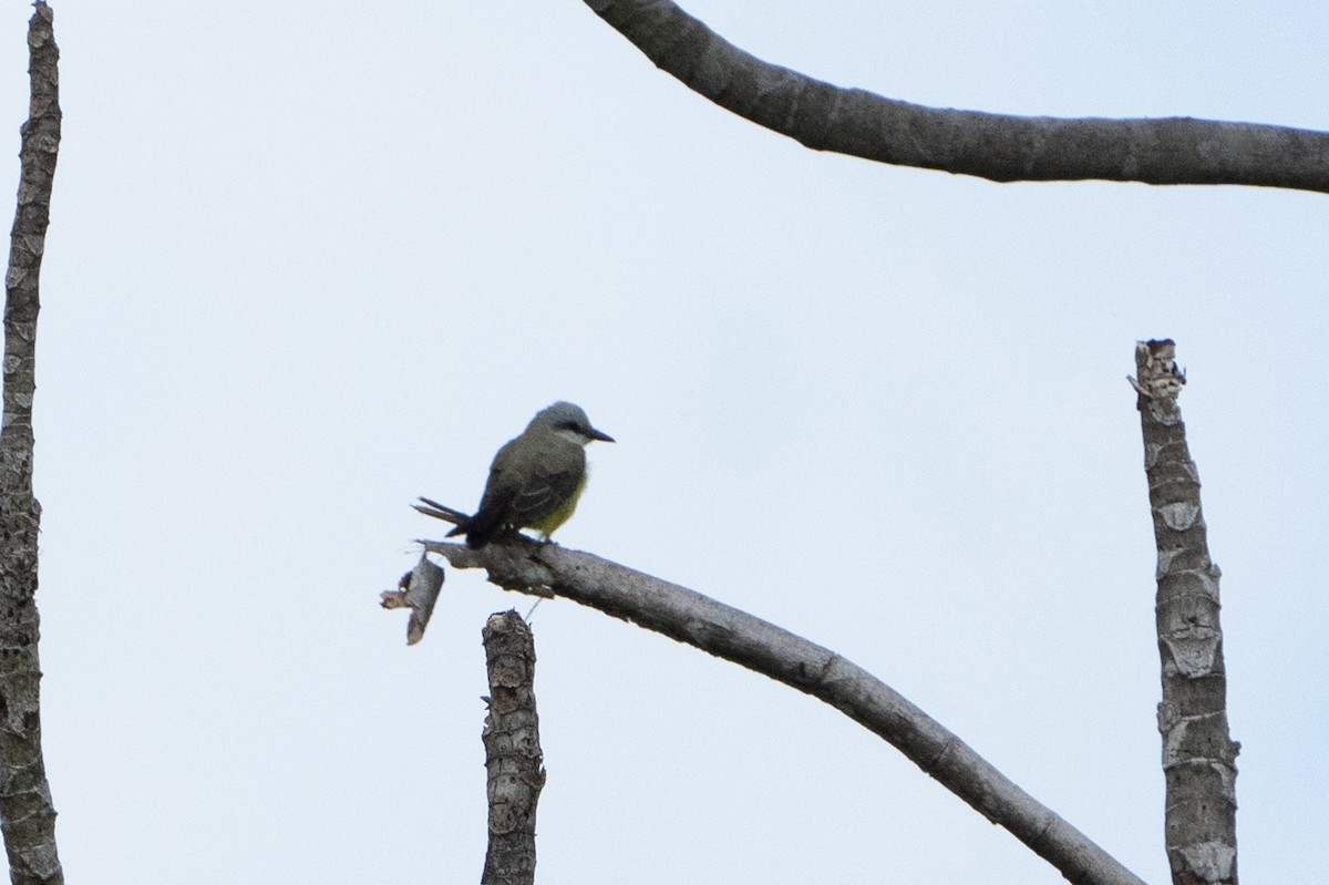 White-throated Kingbird - ML620113554