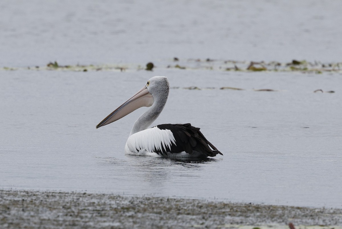 pelikán australský - ML620113555