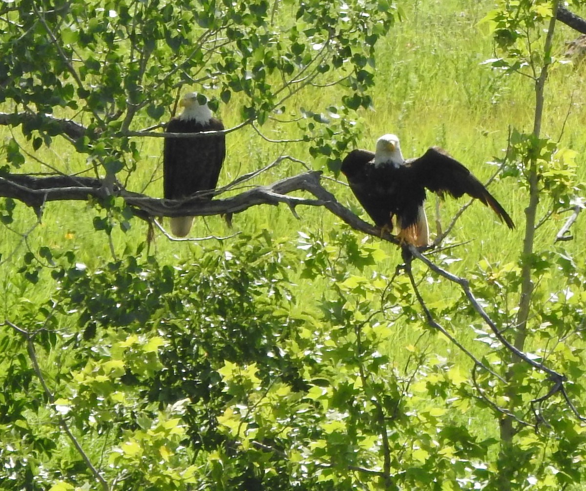 Bald Eagle - Carol Morgan