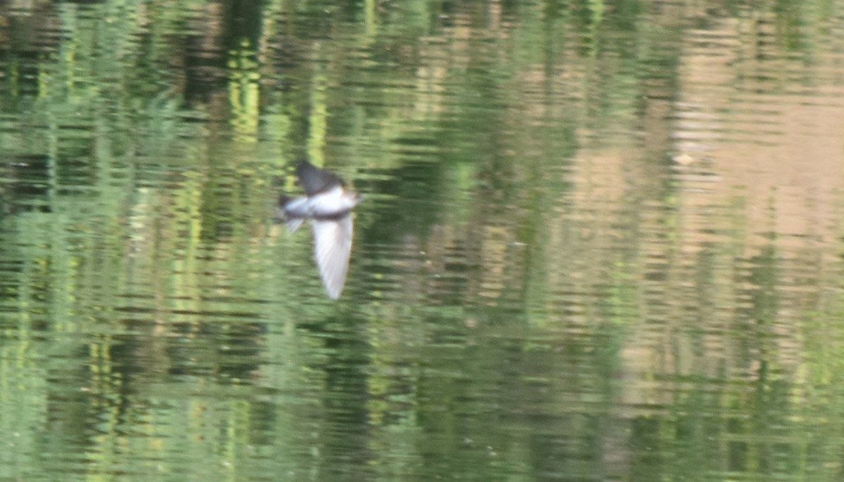 Golondrina Verdemar - ML620113603