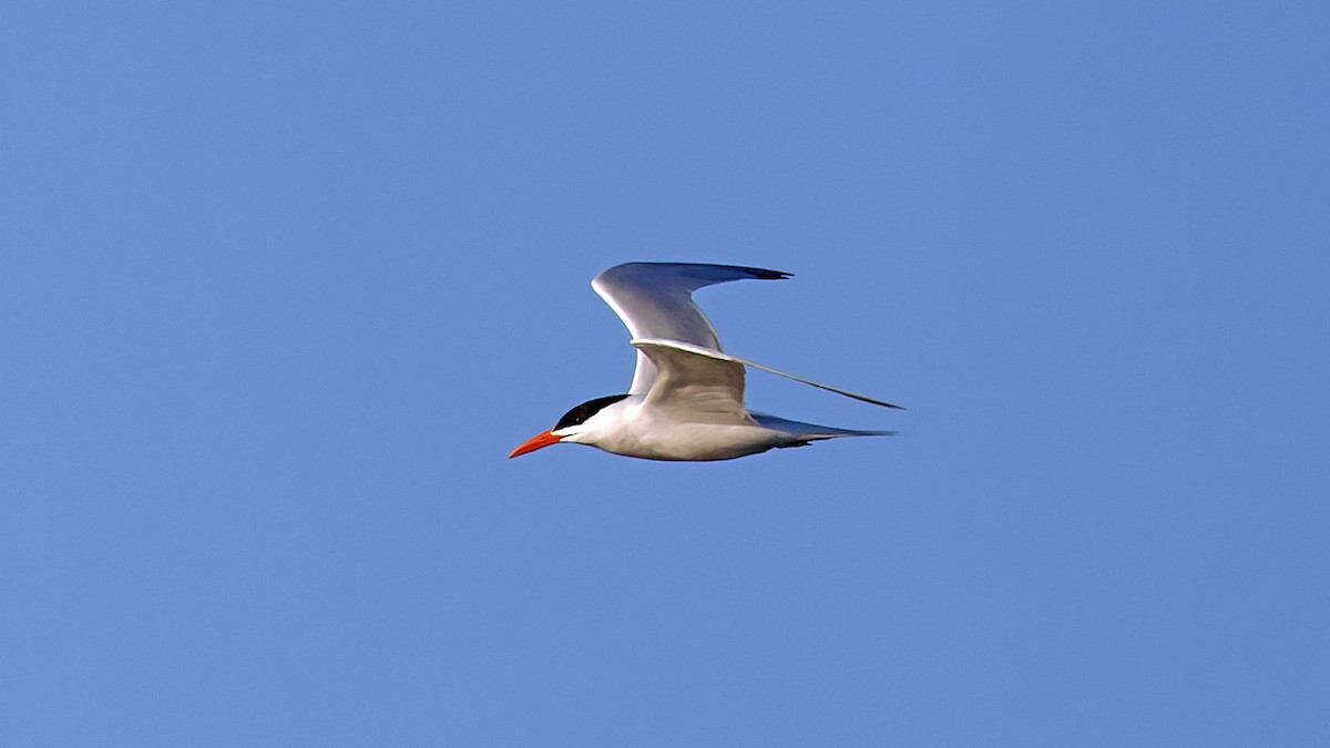 Royal Tern - ML620113605
