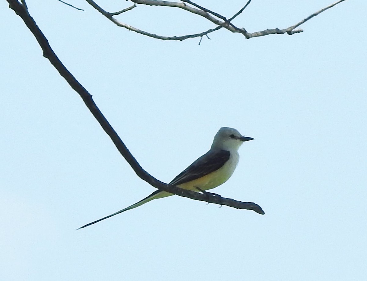 Scissor-tailed Flycatcher - ML620113606