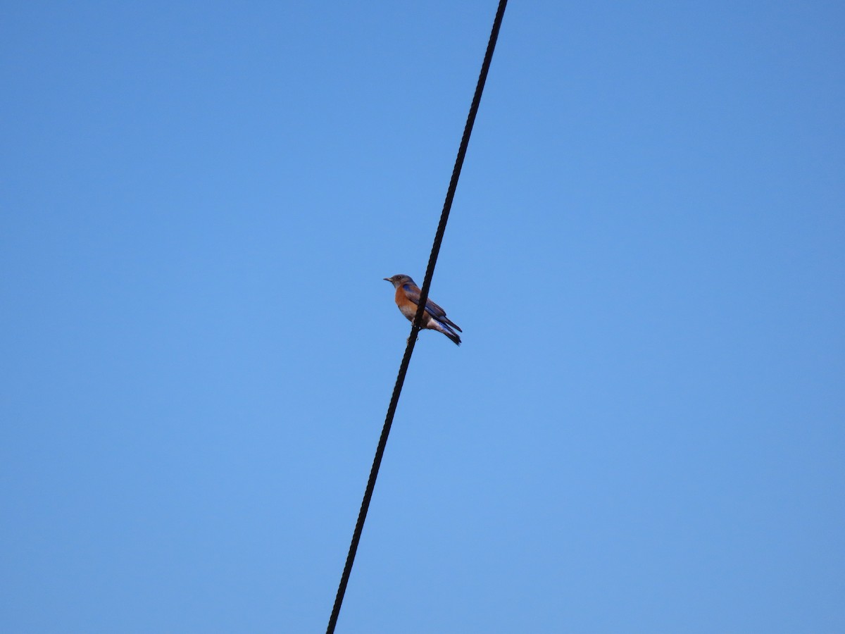 Western Bluebird - ML620113612