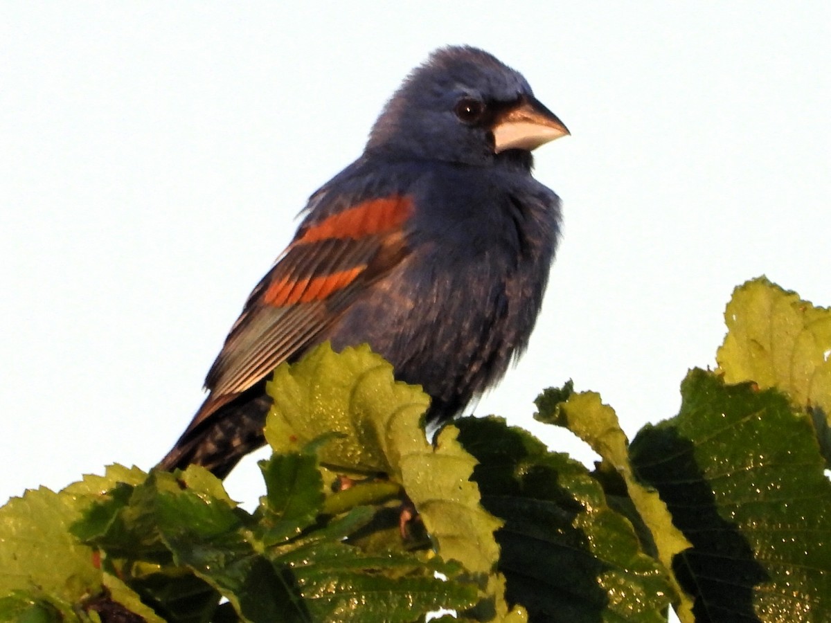 Blue Grosbeak - Robert Neill