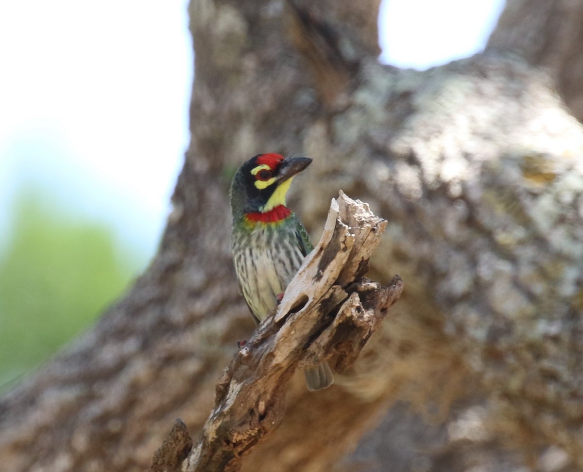 Coppersmith Barbet - ML620113625