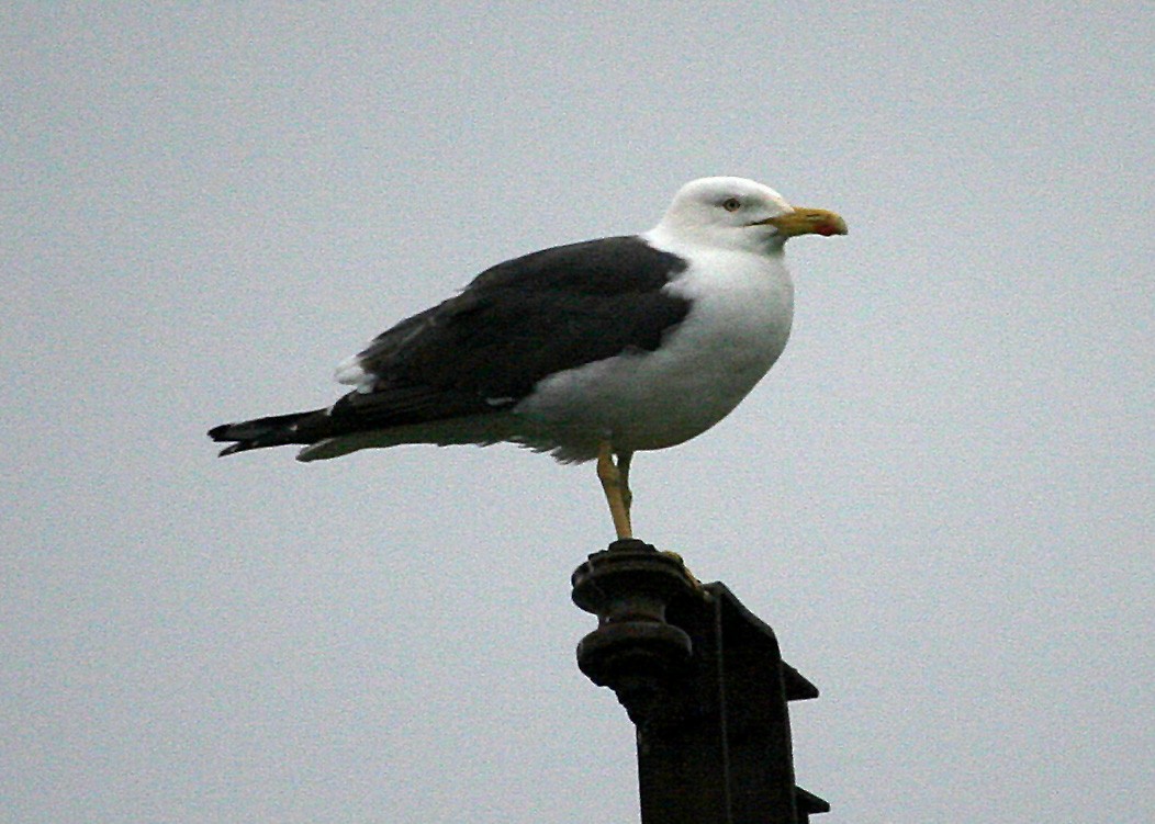 Lesser Black-backed Gull - ML620113656