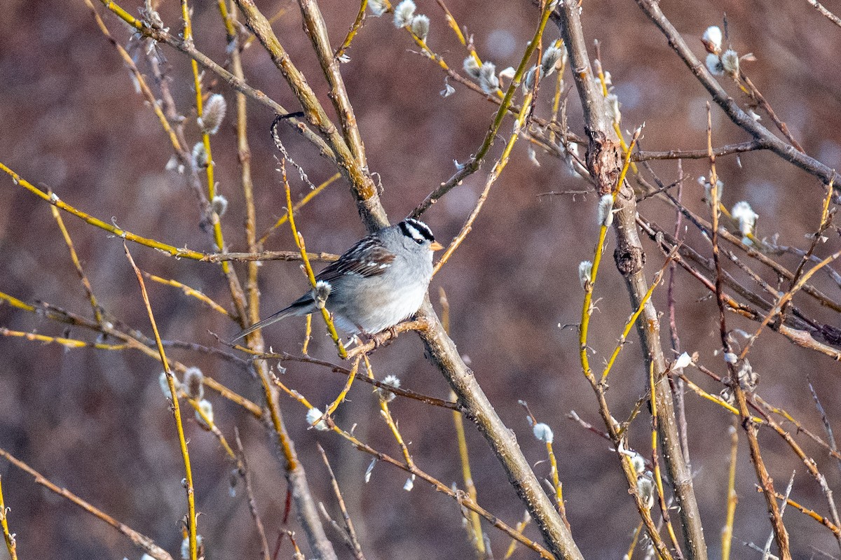 White-crowned Sparrow - ML620113660