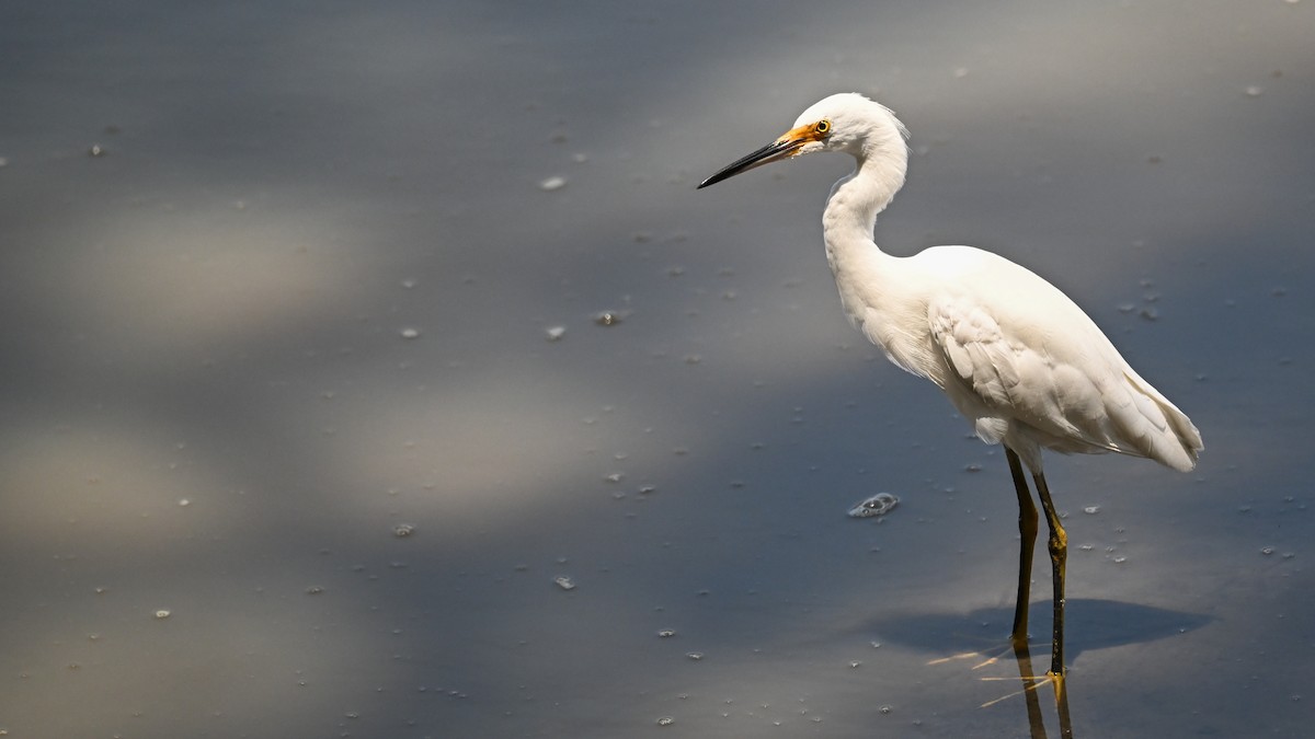 Snowy Egret - ML620113661