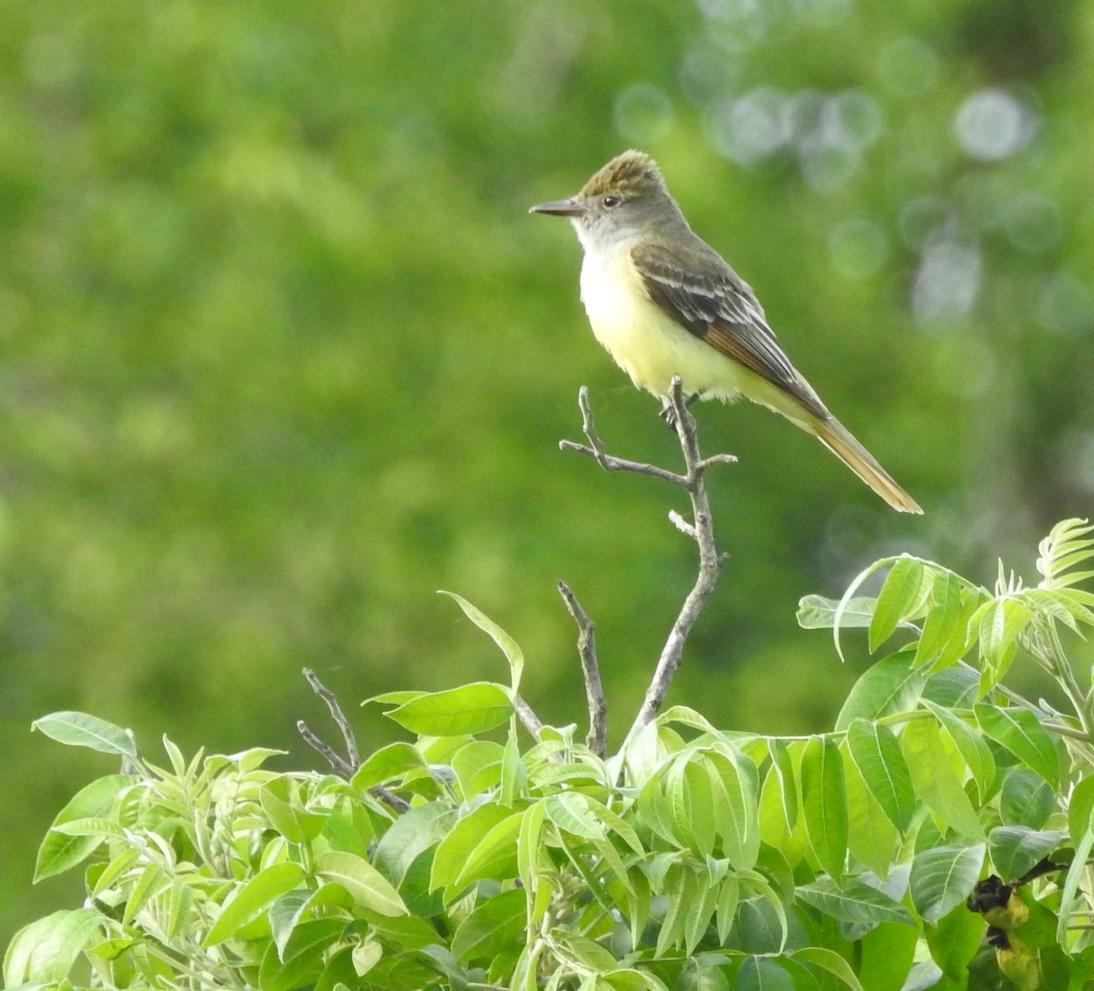 Great Crested Flycatcher - ML620113664