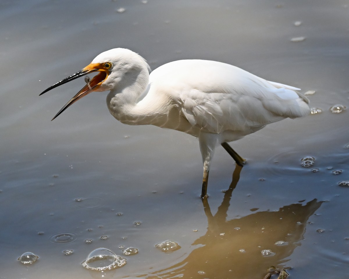 Snowy Egret - ML620113666