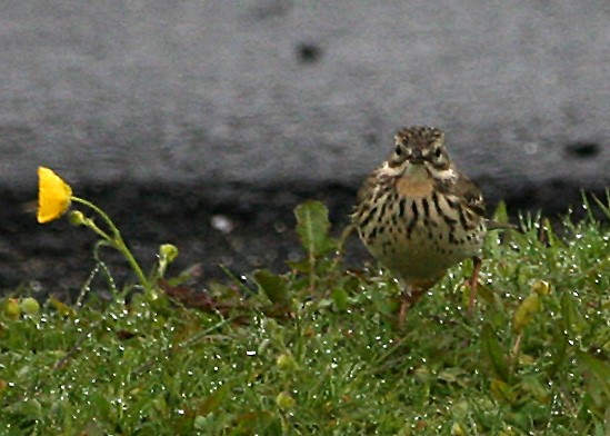 Meadow Pipit - ML620113667