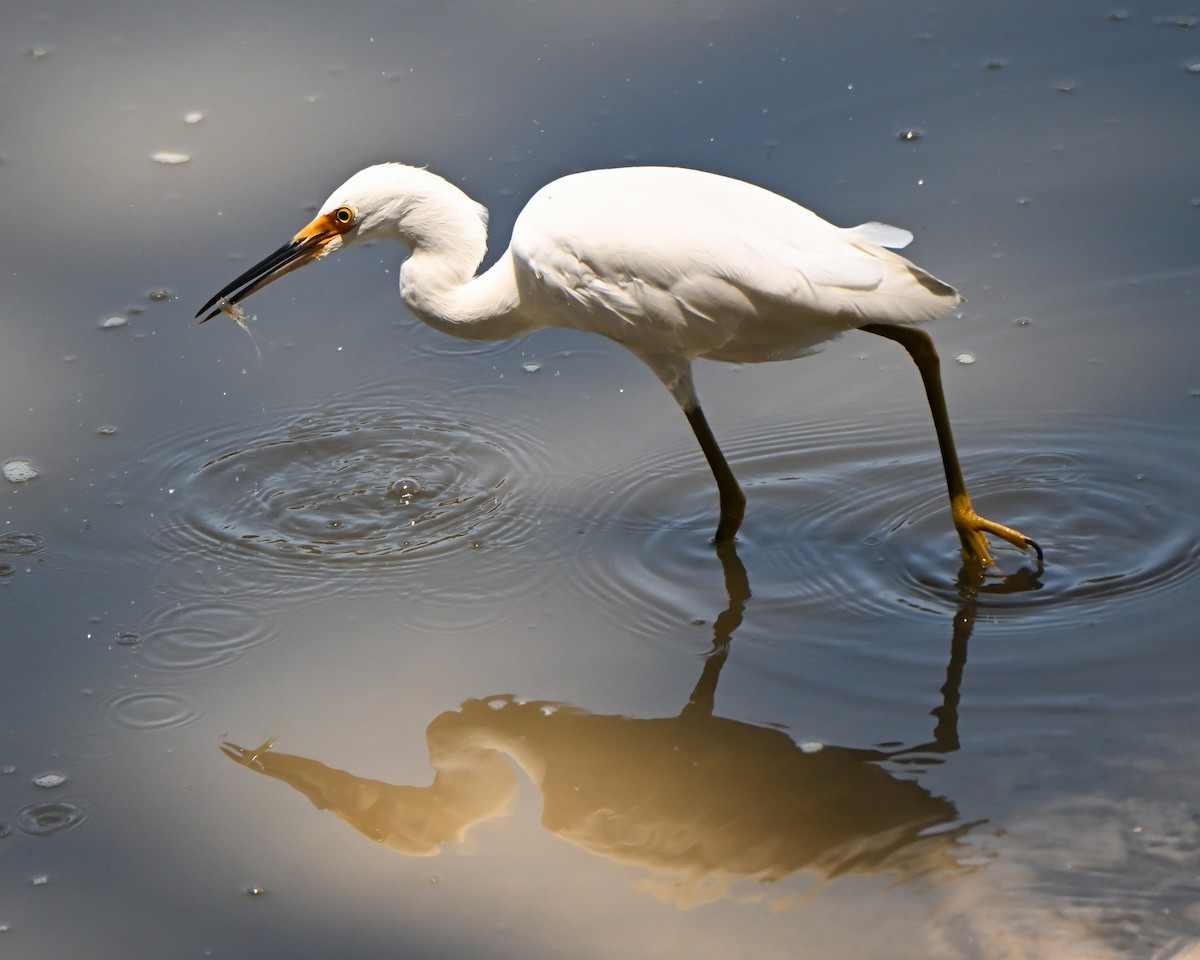 Snowy Egret - ML620113670