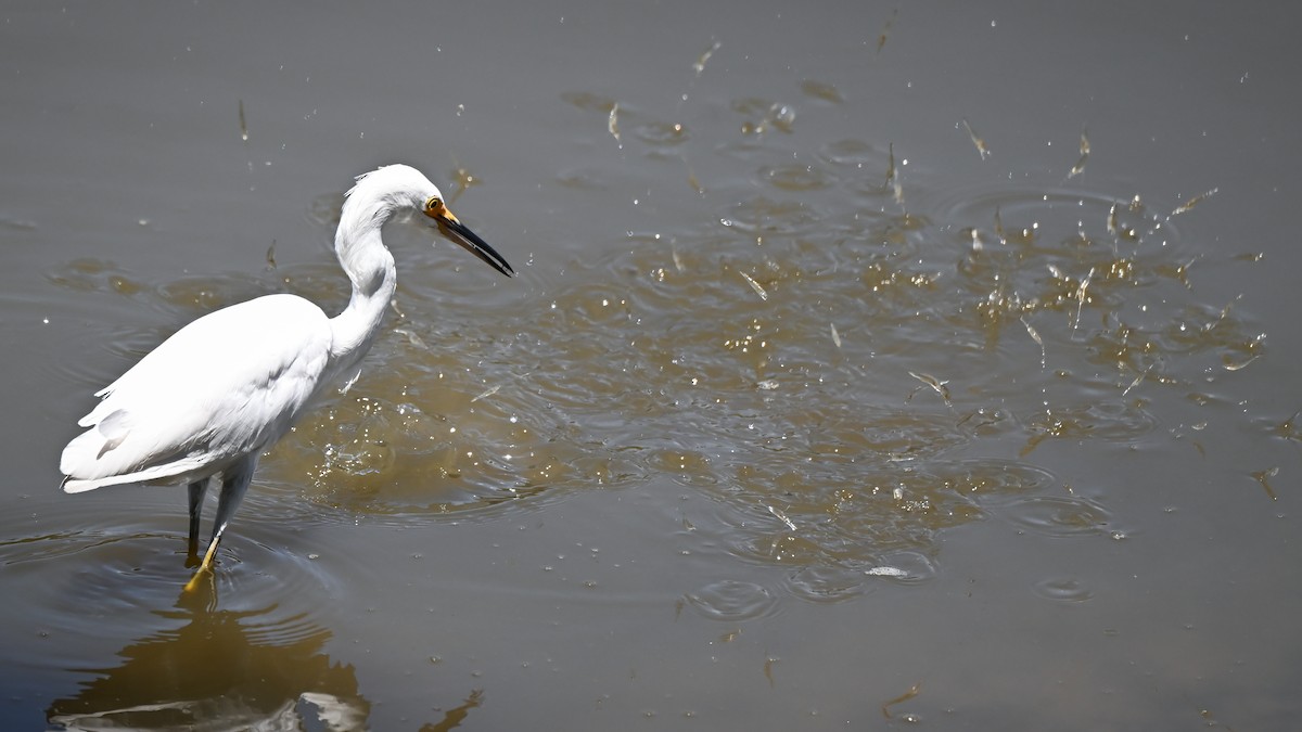 Snowy Egret - ML620113676