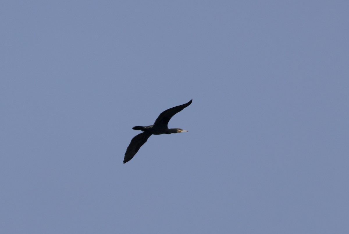 Great Cormorant - ML620113678