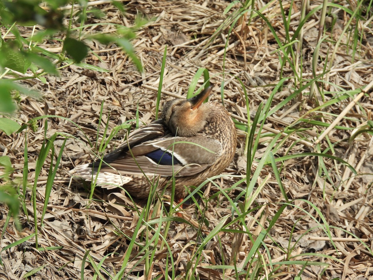 Mallard - ML620113687