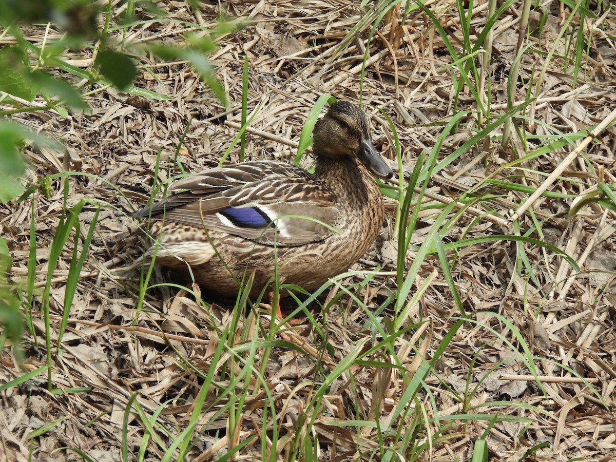 Mallard - ML620113688