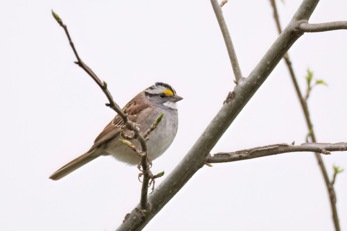White-throated Sparrow - ML620113690
