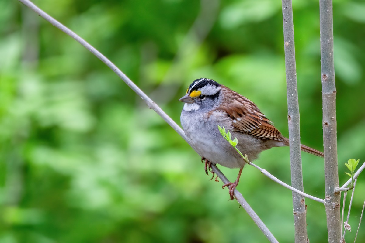White-throated Sparrow - ML620113691