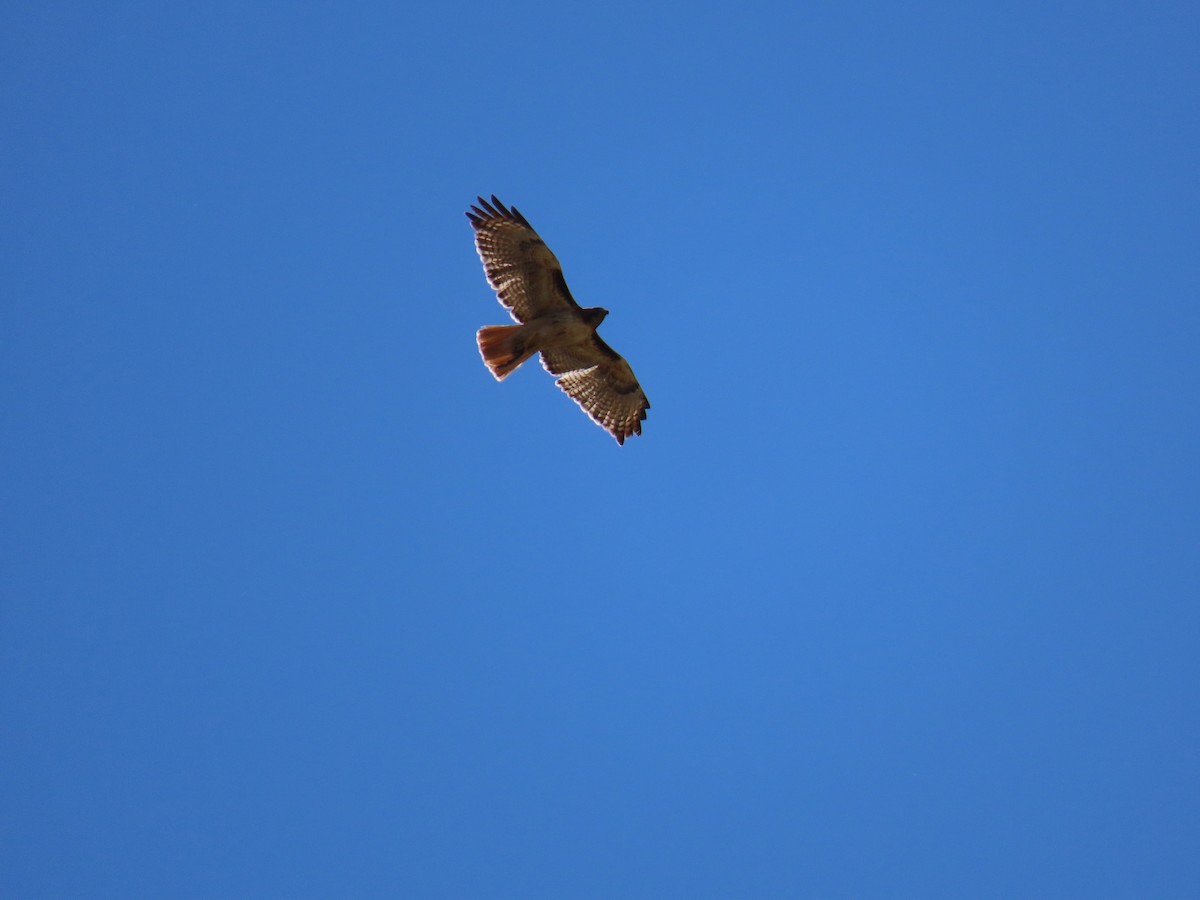 Red-tailed Hawk - ML620113695
