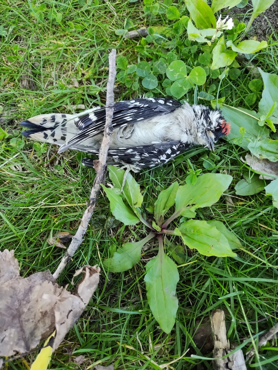 Downy Woodpecker (Eastern) - ML620113701