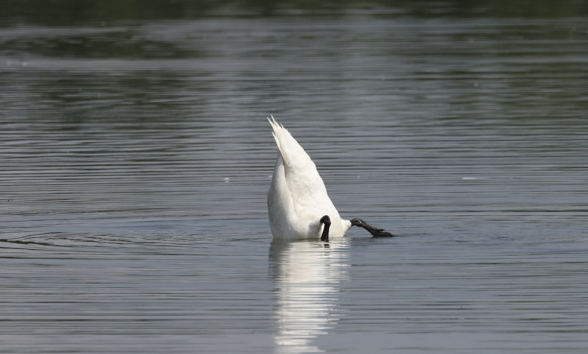 Mute Swan - ML620113702